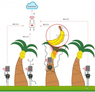 Giải pháp IOT giám sát cải thiện vườn chuối qua mạng cảm biến